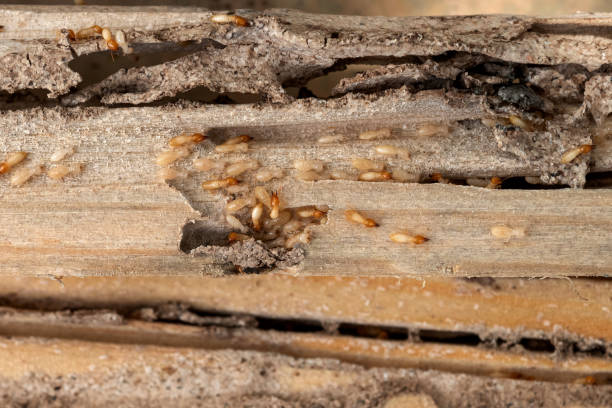 Best Ant Control Services  in Timber Pines, FL